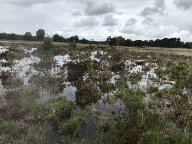Dinsdag wandeling (NS Wandeling) 14,5 KM